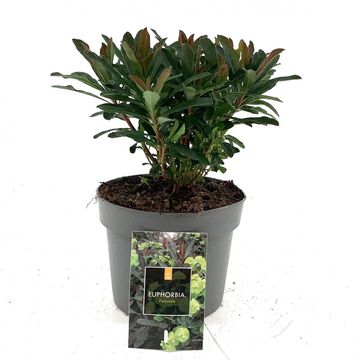 Euphorbia amygdaloides 'Purpurea'