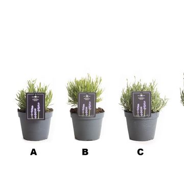 Lavandula angustifolia 'Hidcote'