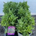 Salvia nemorosa 'Ostfriesland'