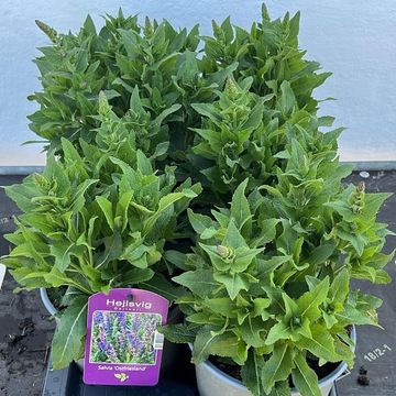Salvia nemorosa 'Ostfriesland'