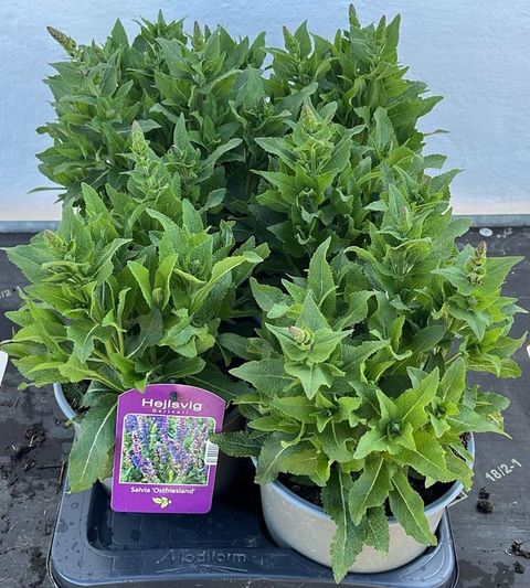 Salvia nemorosa 'Ostfriesland'