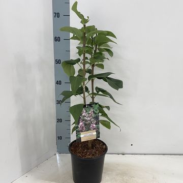 Syringa vulgaris BEAUTY OF MOSCOW