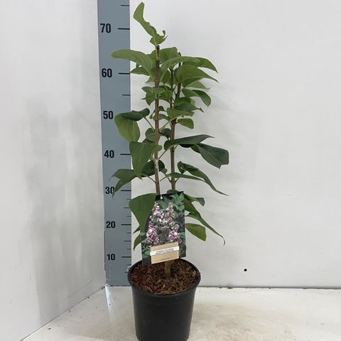 Syringa vulgaris BEAUTY OF MOSCOW