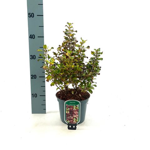 Coprosma 'Tequila Sunrise'