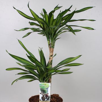 Dracaena reflexa 'Riki'