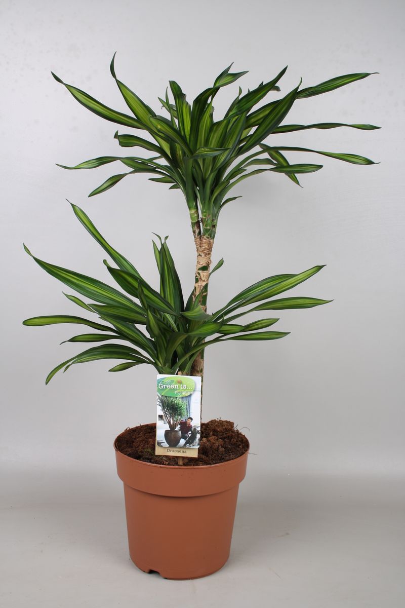Dracaena reflexa 'Riki' — Plant Wholesale FlorAccess