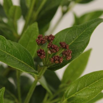 Viburnum tinus