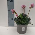 Bergenia cordifolia MIX