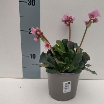 Bergenia cordifolia MIX