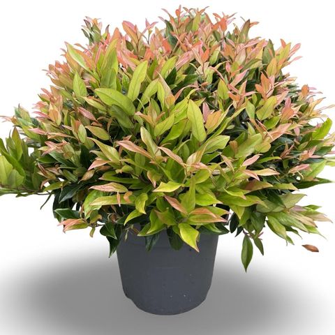 Leucothoe 'Zeblid'