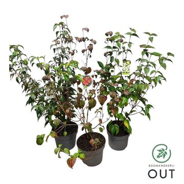 Cornus kousa MIX
