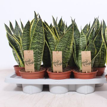 Sansevieria trifasciata 'Futura Superba'