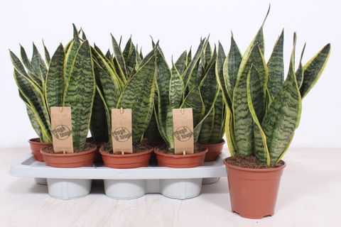 Sansevieria trifasciata 'Futura Superba'