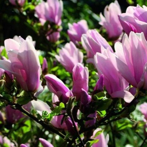Magnolia 'George Henry Kern'
