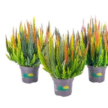 Calluna vulgaris SKYLINE MIX IN POT