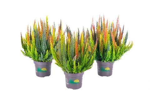 Calluna vulgaris SKYLINE MIX IN POT