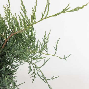 Juniperus virginiana 'Grey Owl'