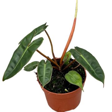 Philodendron billietiae