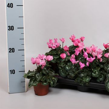 Cyclamen persicum METIS VICTORIA FUCHSIA