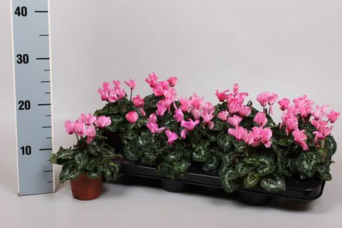 Cyclamen persicum METIS VICTORIA FUCHSIA