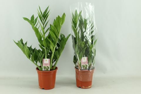 Zamioculcas zamiifolia 'Pixie'