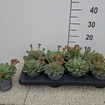 Echeveria 'Dondo'
