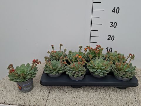 Echeveria 'Dondo'