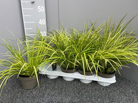 Acorus gramineus 'Ogon'