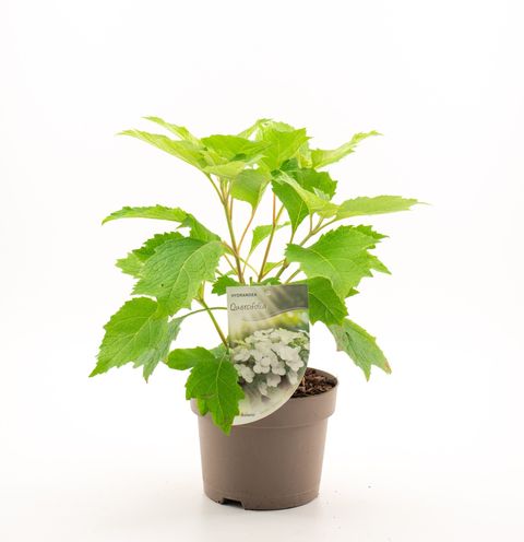 Hydrangea quercifolia
