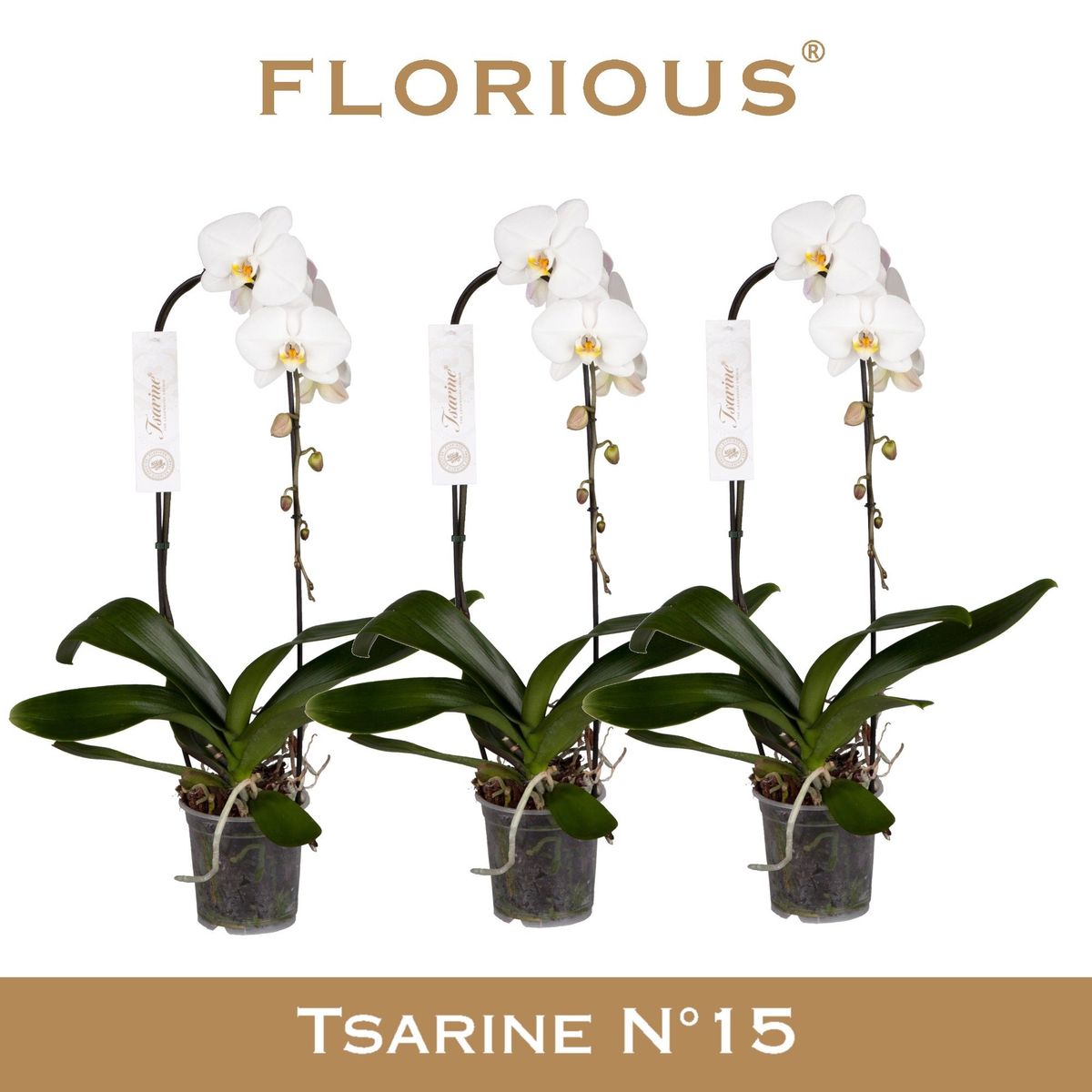 Phalaenopsis 'Tsarine' — Plant Wholesale FlorAccess