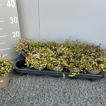 Muehlenbeckia complexa 'Pink Camouflage'