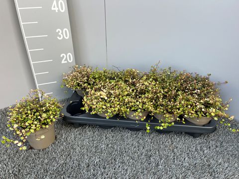 Muehlenbeckia complexa 'Pink Camouflage'