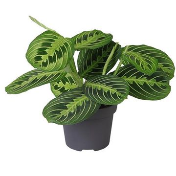 Maranta leuconeura 'Lemon Lime'