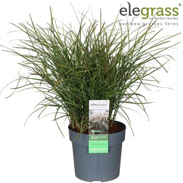 Miscanthus sinensis 'Cute One'