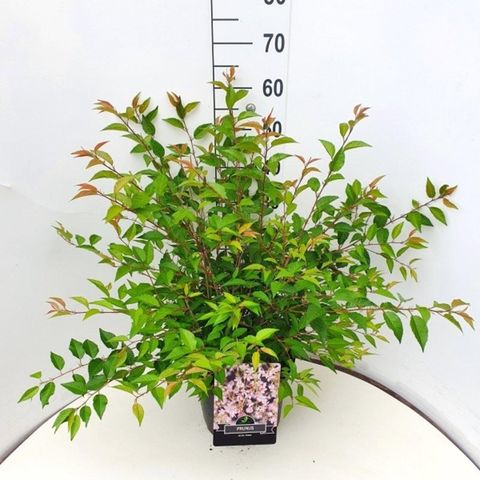 Prunus incisa 'Paean'