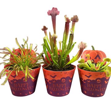 Plantes carnivores MIX