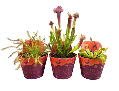 Plantes carnivores MIX