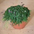 Thymus praecox 'Minor'