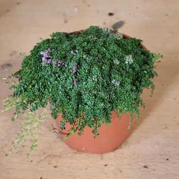 Thymus praecox 'Minor'