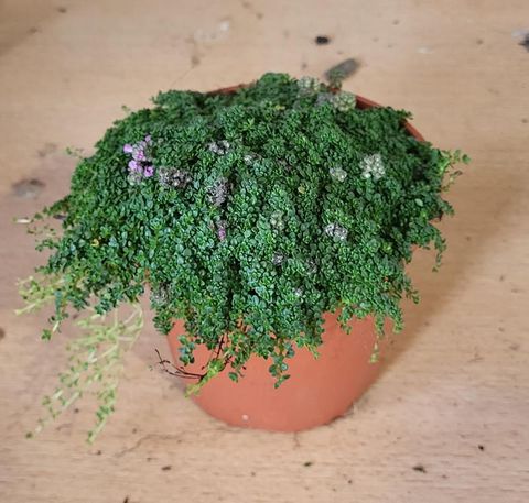 Thymus praecox 'Minor'