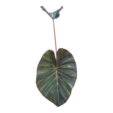 Colocasia 'Hybrid Solar Mirror'