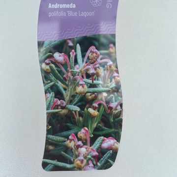 Andromeda polifolia 'Blue Lagoon'