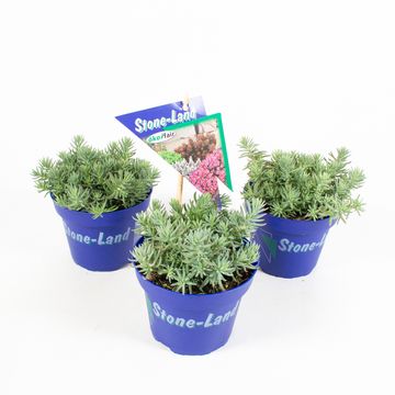 Sedum reflexum
