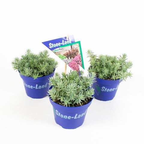 Sedum reflexum