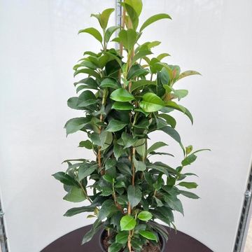 Hydrangea seemannii