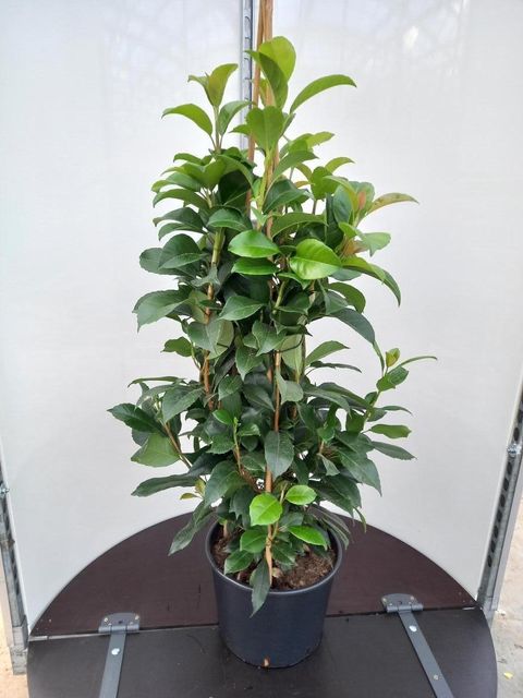 Hydrangea seemannii