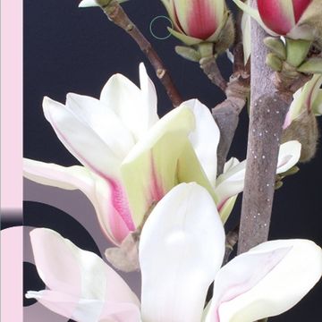 Magnolia concinna 'Sunrise'