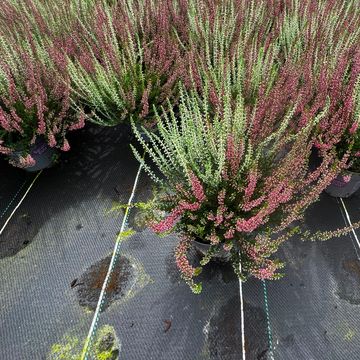 Calluna vulgaris GARDEN GIRLS MIX IN POT TWIN