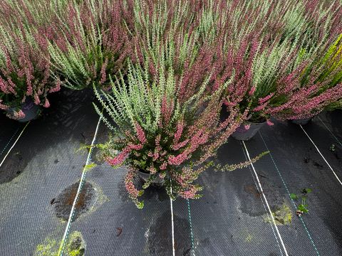 Calluna vulgaris GARDEN GIRLS MIX IN POT TWIN