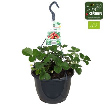 Fragaria x ananassa 'Montana'